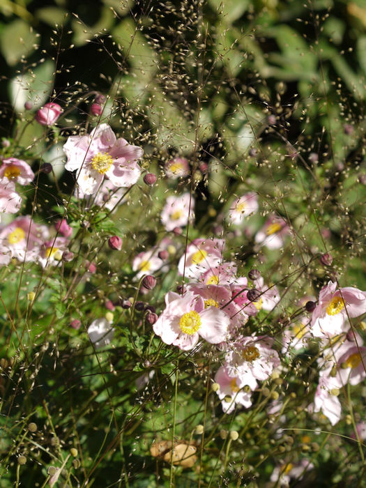 pflanzplanung_garten_wenig_pflege