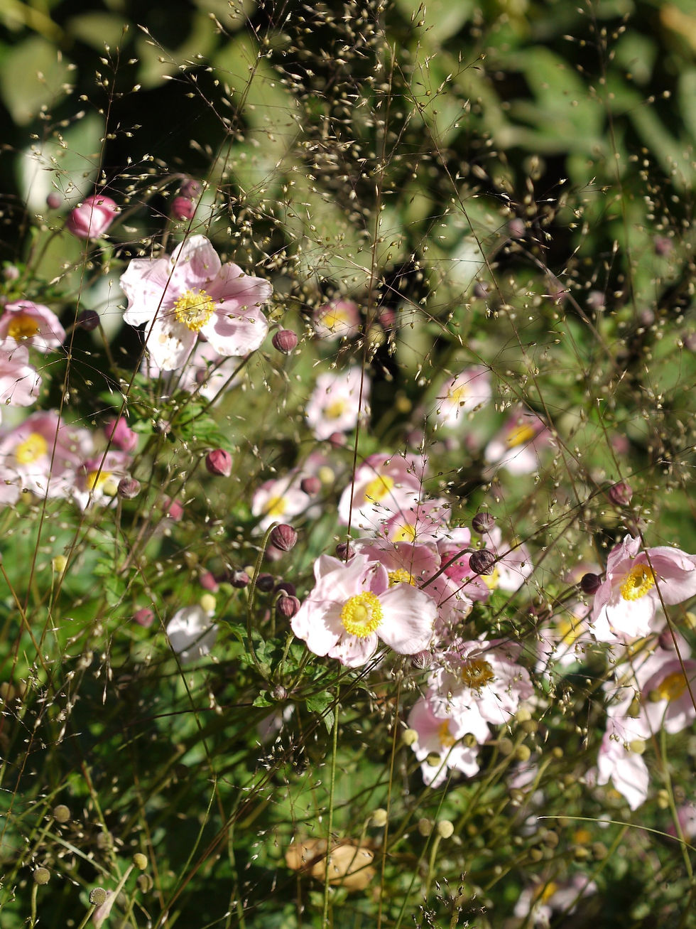 Anemone-trockenresistenter_Klimagarten.JPG