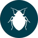 BigBedbugs.png