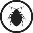 Bedbugs.png