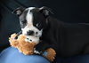 Available Georgia Boston Terrier Puppies