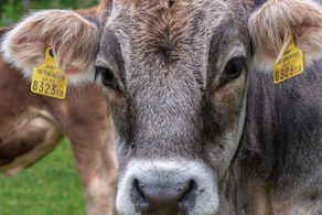 Sin biodiversidad no hay vida, sin ética animal tampoco
