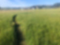 field.jpg