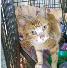 Burnie the cat - from agony to angel!