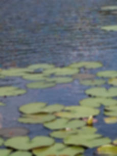 Lily Pads on lake
