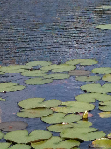Lily Pads on lake