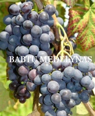 Alden - vynuogių sodinukas from Babtų medelynas