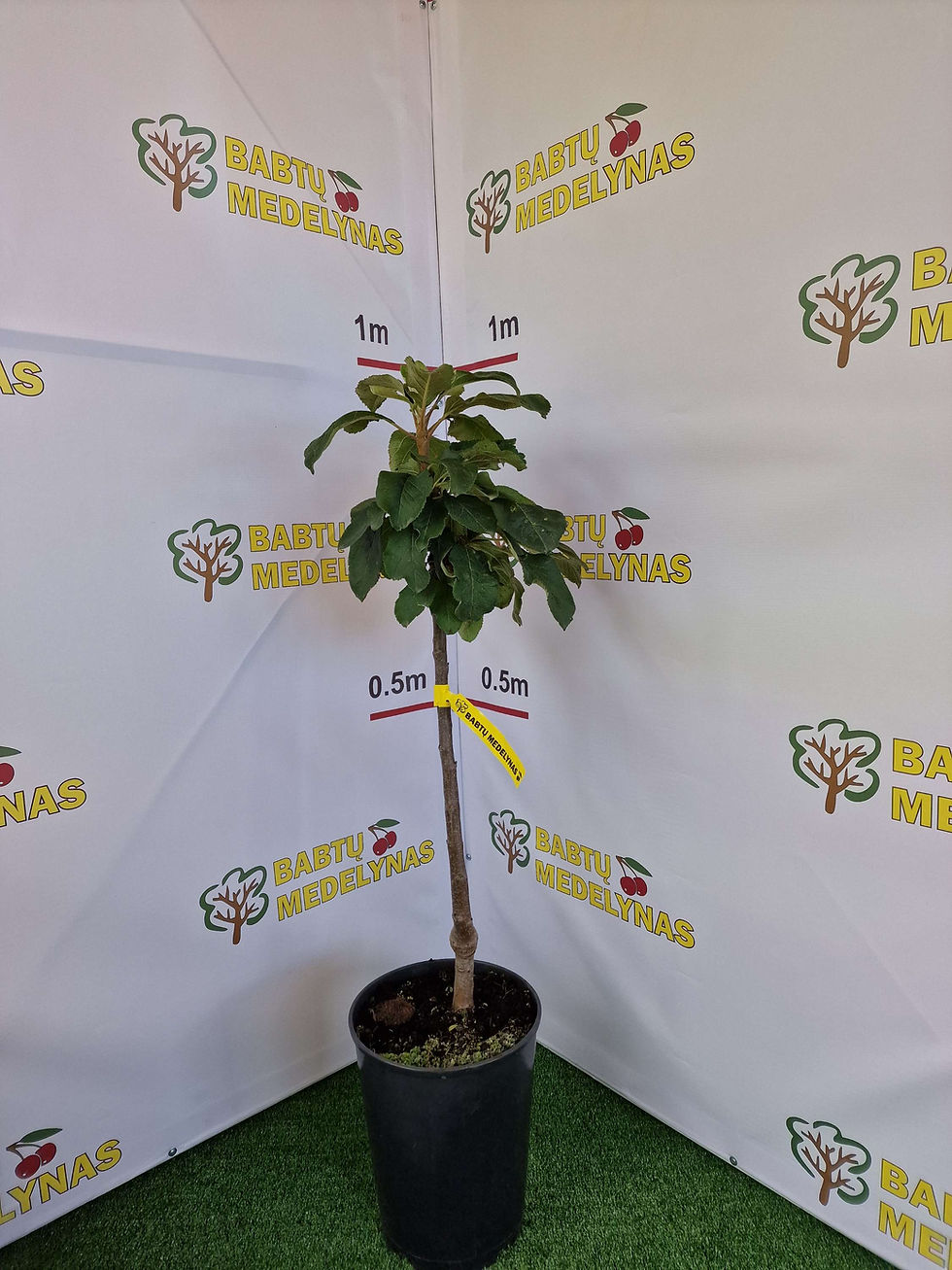 Miniatiūra: Solo- koloninė obelis