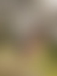 Pierwsza psia sesja w plenerze | Owczarek niemiecki | Sesja zwierząt w Radomiu