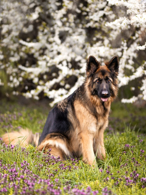 Pierwsza psia sesja w plenerze | Owczarek niemiecki | Sesja zwierząt w Radomiu