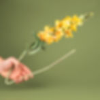 Yellow flowers