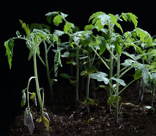 Tomate infectée par Ralstonia pseudosolanaceraum_Isabelle Mila (002).jpg