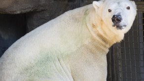 Discolored Tooth Necessitates Dental Check-Up for Polar Bear
