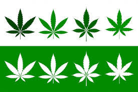 recreational cannabis petition drive will begin