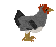 petz286.gif