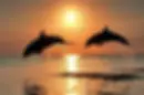 dolphin-watching-tour.webp