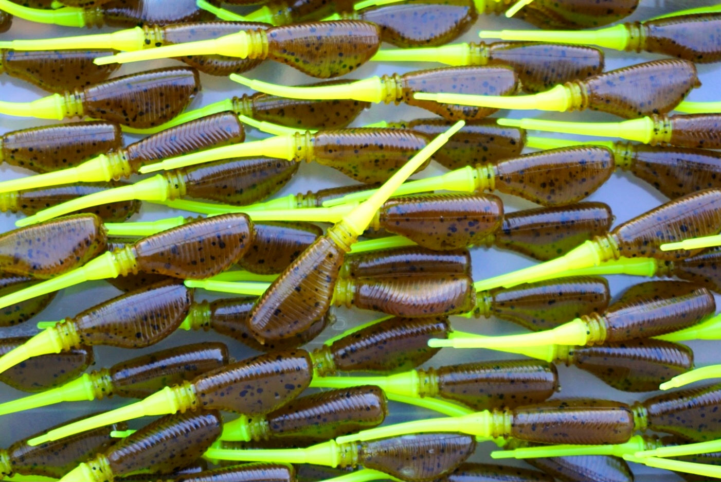 HellShad - Pumpkin Seed