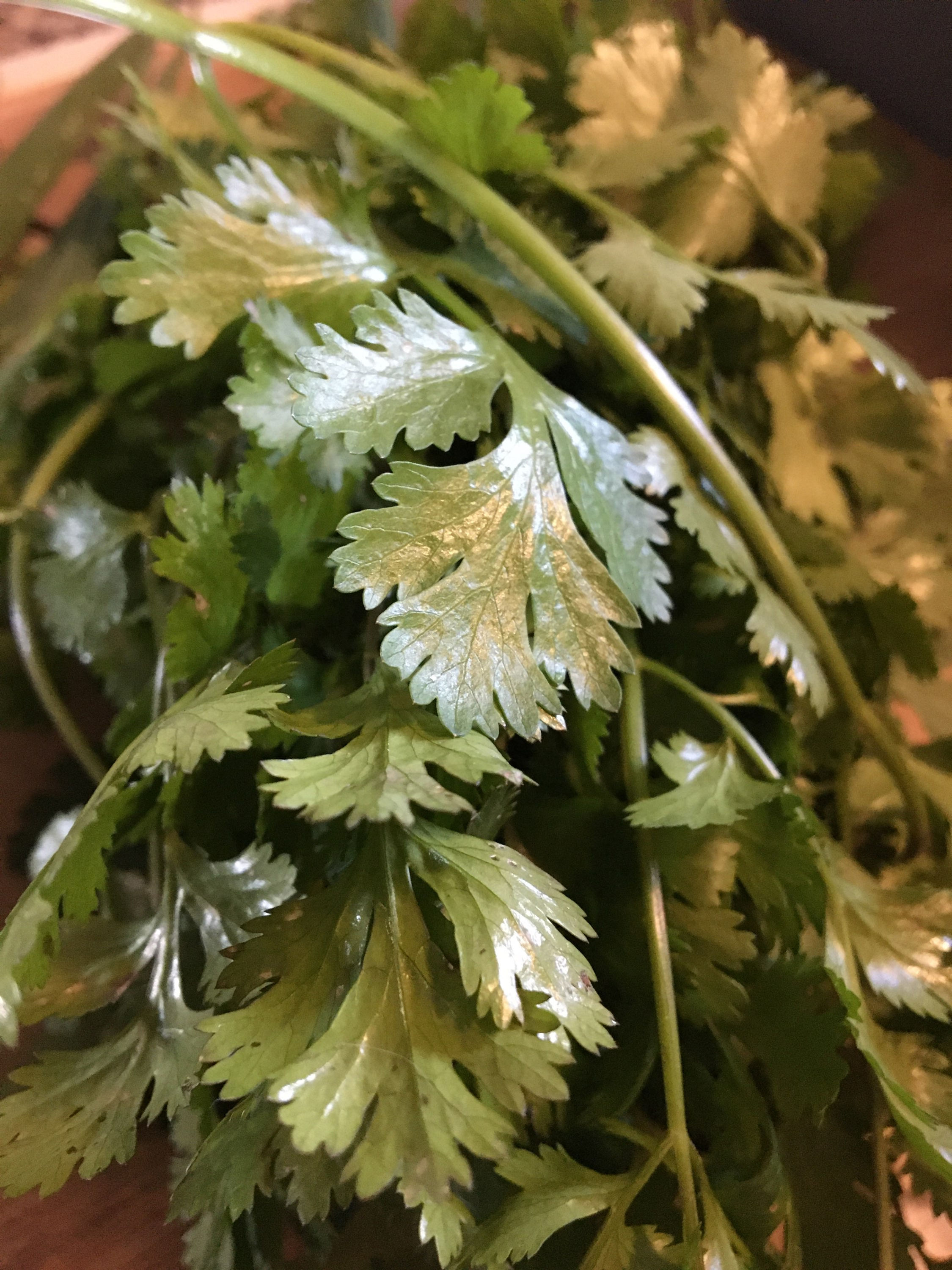 Italian Parsley