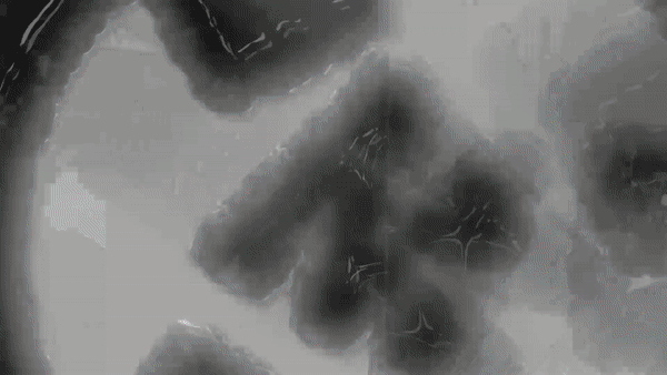 ezgif.com-video-to-gif (5).gif