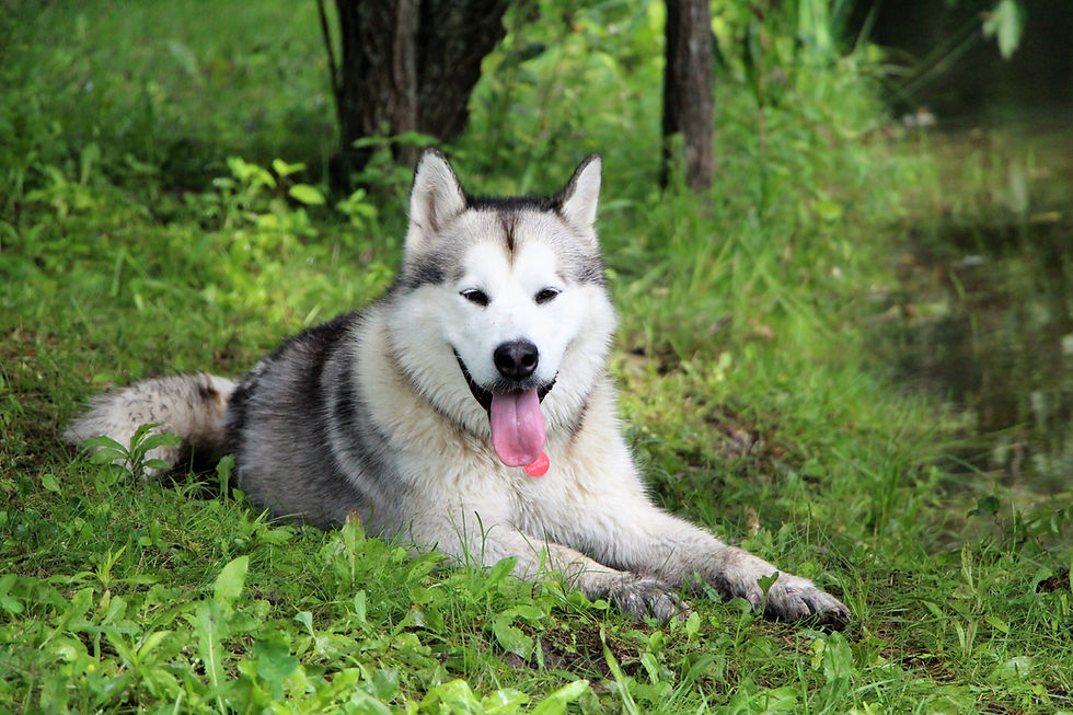Meet our beautiful Alaskan Malamute boys