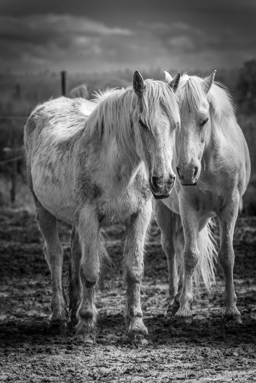 SAINTES_MARIES992 copie 2