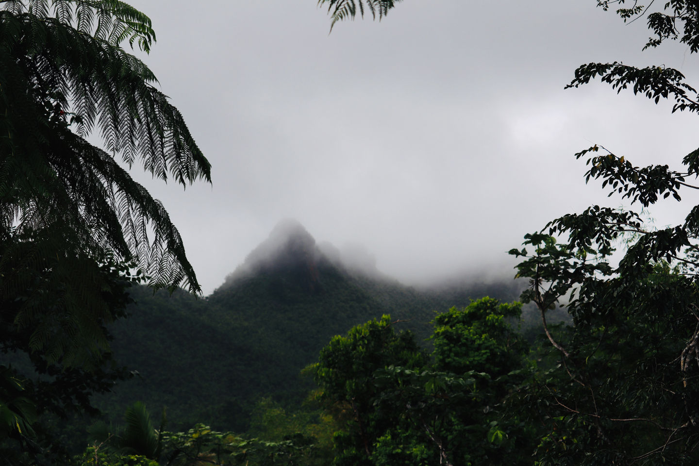 Deep in the Jungle