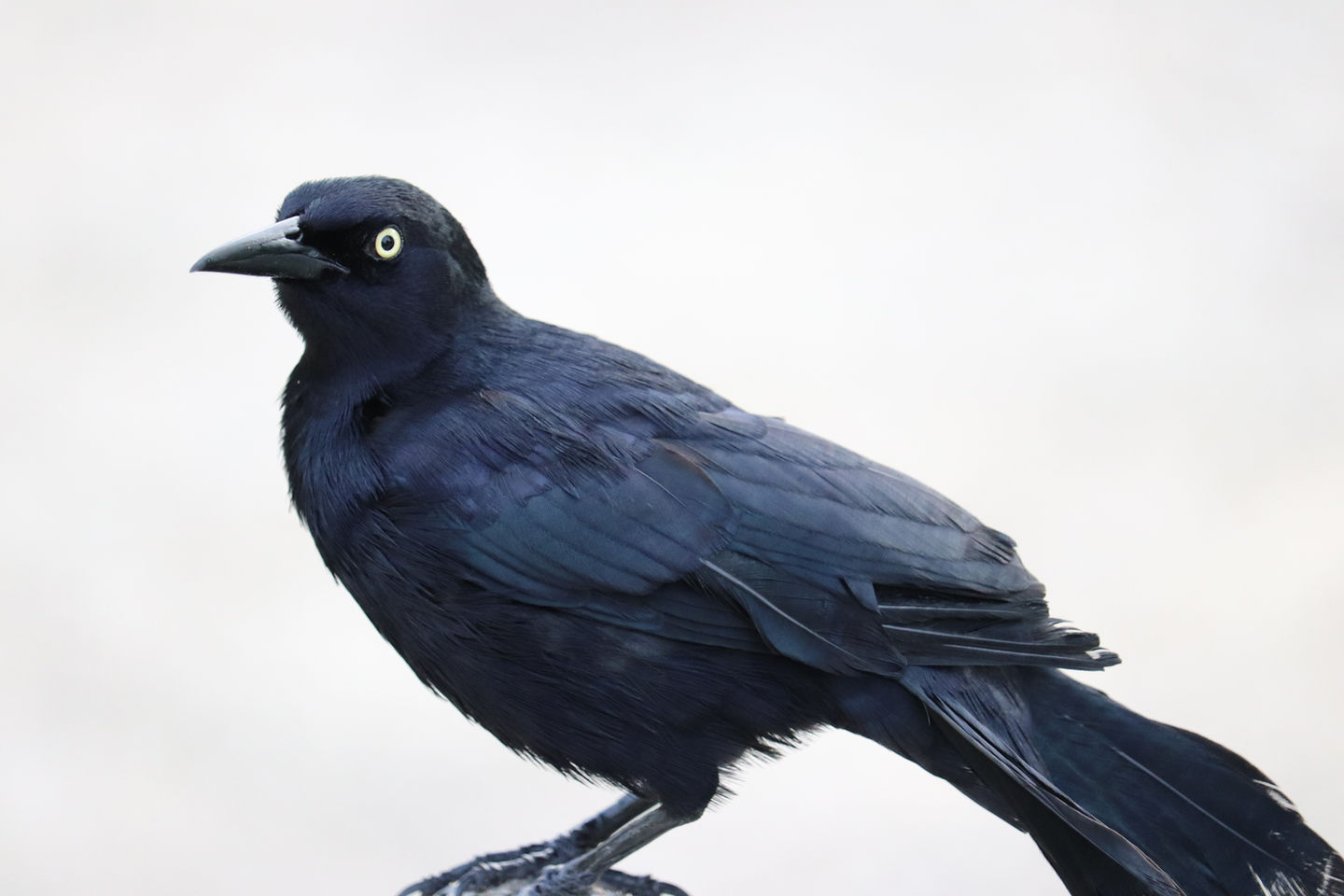 The Crown Ouzel