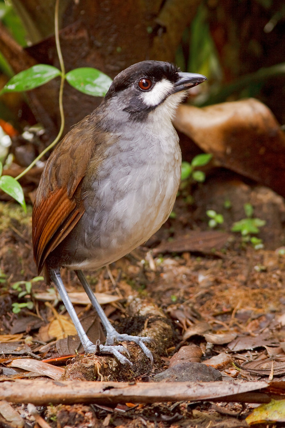 Jocotoco Antpitta - Ph: Glenn Bartley