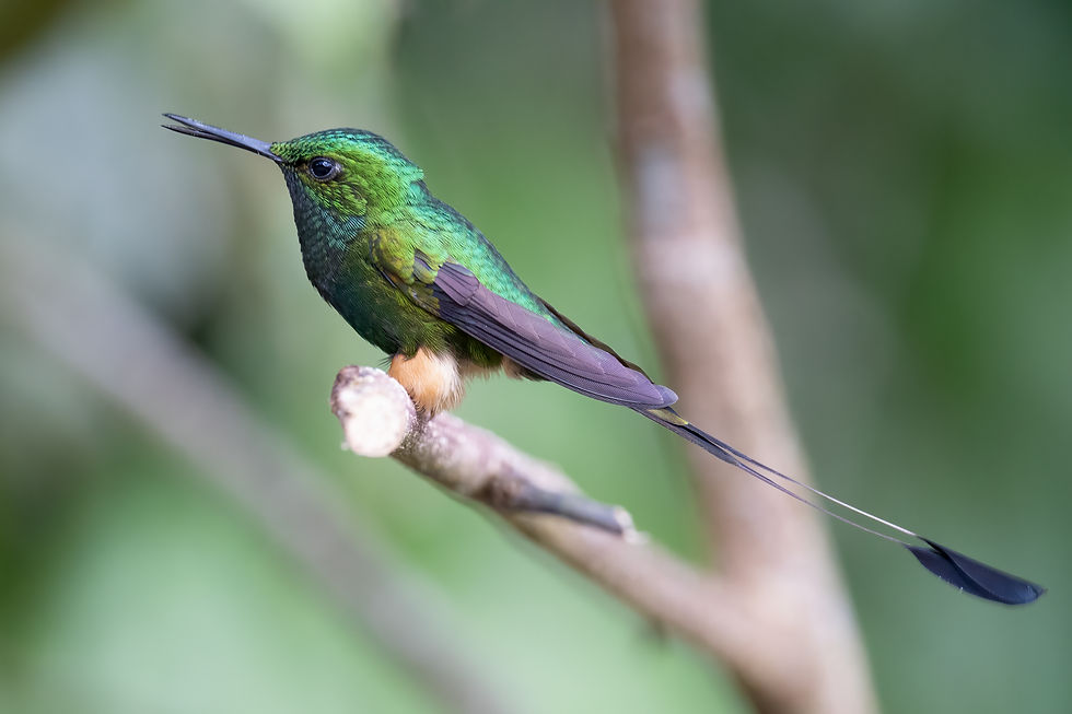 Peruvian Racket-tail - Ph: Ben Falcon
