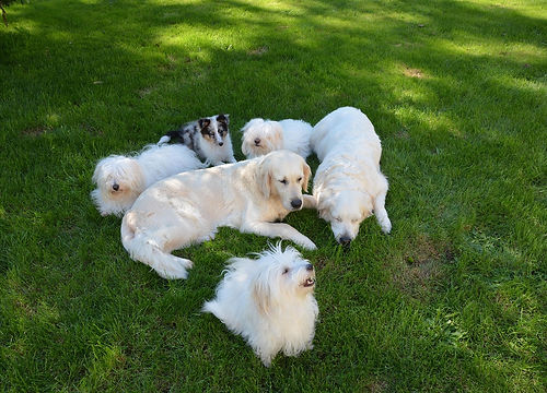 dogs-5423950_1280.jpg