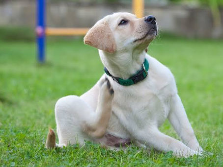 Why Is My Dog Itching So Much? Common Causes, Home Remedies, and When to See a Vet?