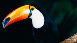 Toco Toucan