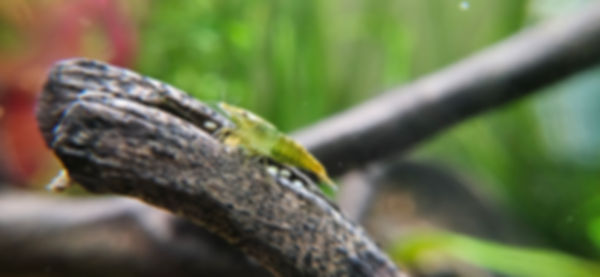 Neocaridina Culls