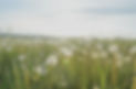 Dandelion%20Fields_edited.jpg