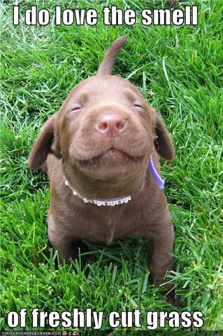 CBD FOR YOUR PET