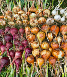 Carol's Onion Fest!
