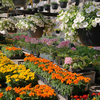 rows of marigolds, geraniums and petunias