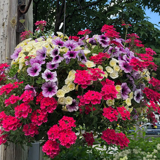 hanging annual flower basket part of 25% off all annual hanging baskets sale