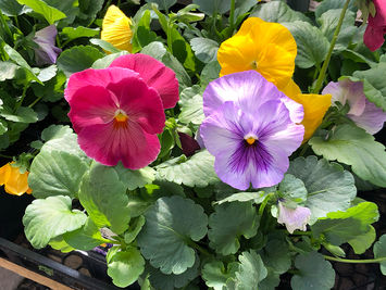 multi colored pansies from our homegrown varieties