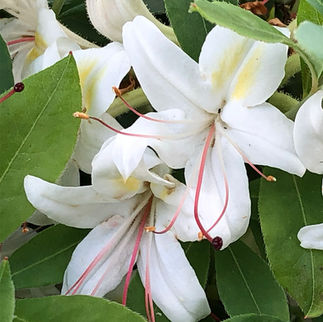 azalea flowers, part of the 25% off select shrubs sale
