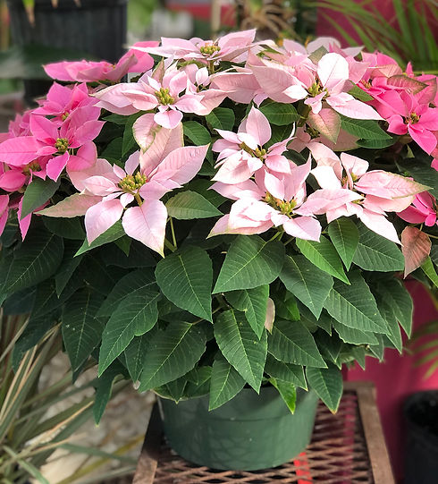 23_11 Princettia Pink Mix .jpg