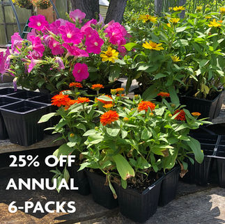 petunia and zinnia 6 pack annual blooms