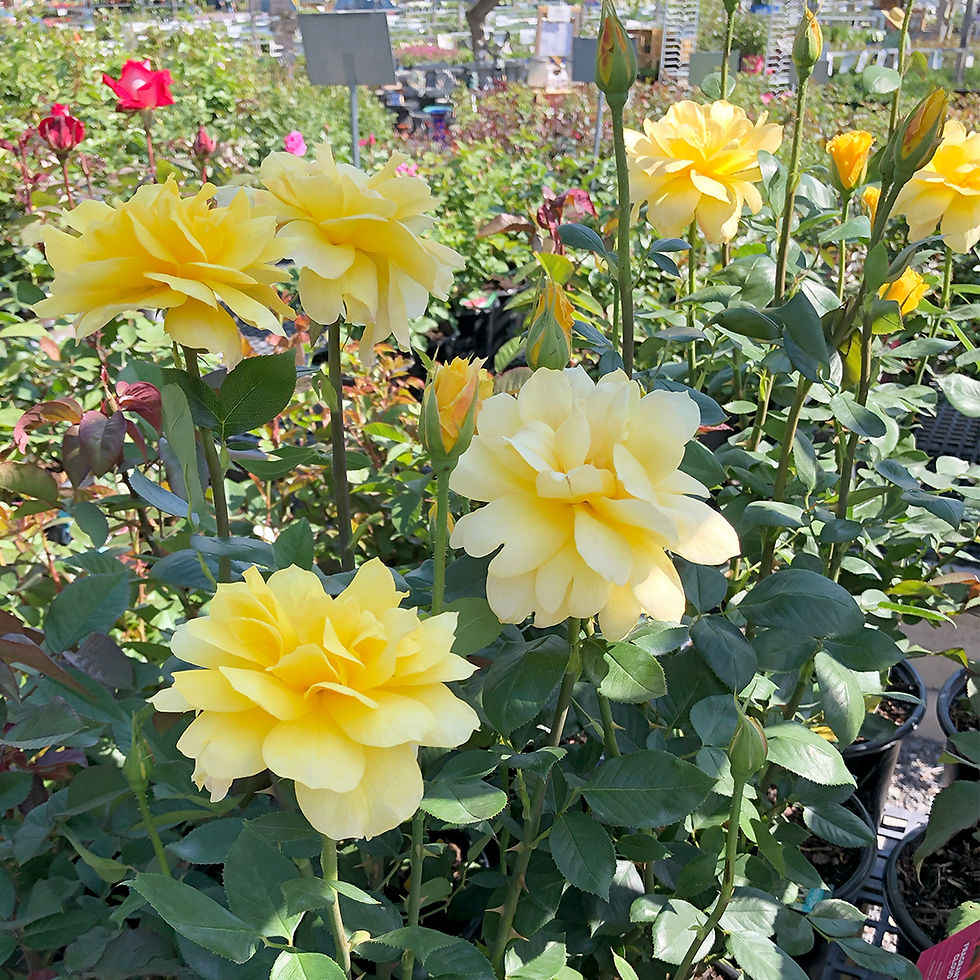 26-5-8_HP PE ROSES