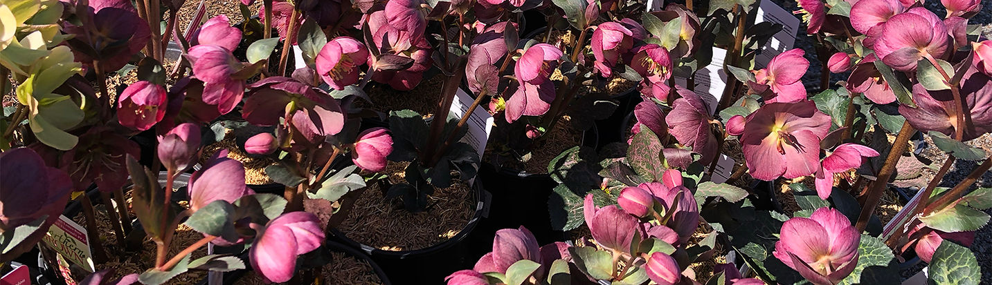 26-3 HP HRD HELLABORE3.jpg