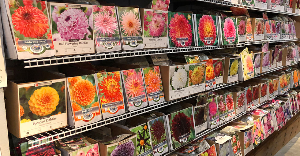 Wall of Dahlia Bulbs