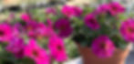 26-5-8_PETUNIAS HERO.jpg