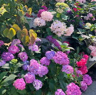 blooming hydrangeas at Russell's Garden Center, Wayland MA