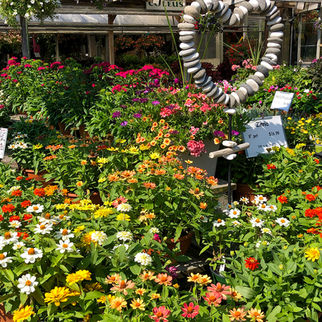 Annual flowers at Russell's Garden Center, Wayland MA