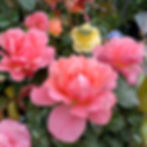 ROSES