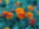 25-7-25_AN MARIGOLDS.jpg